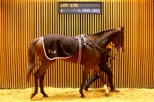 Ventes d'élevage Arqana : Tendance stable dans un catalogue resserré